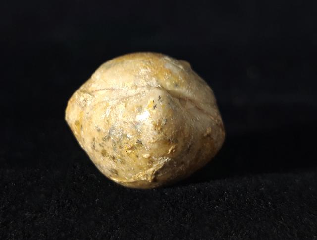 Sphaeroidothyris globisphaeroidalis (BUCKMAN 1914) - Bild © FossNet FossilienStore